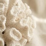 White Coral Sculpture - 2