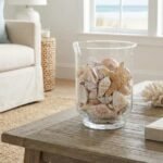 Seashell Display - 1