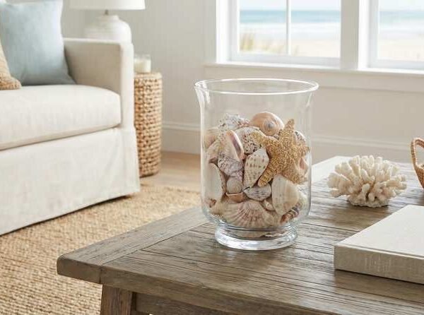 Seashell Display